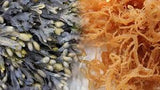 (Dr. Sebi) Sea Moss and Bladderwrack Gel Mix