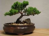 9GreenBox Bonsai Juniper Tree - Japanese Art Live House Plants for Indoor and Outdoor Garden - Dwarf Trees in Container Pot for Home and Office Decor - Best Gift for Mothers Day, Christmas - 4 Pounds