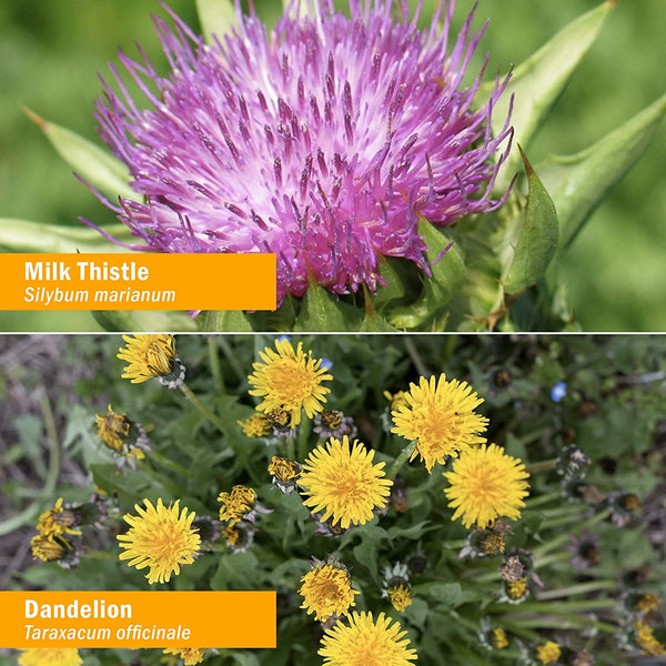 Herb Pharm Liver Health Liquid Herbal Formula for Liver and Gallbladde kateminimalist