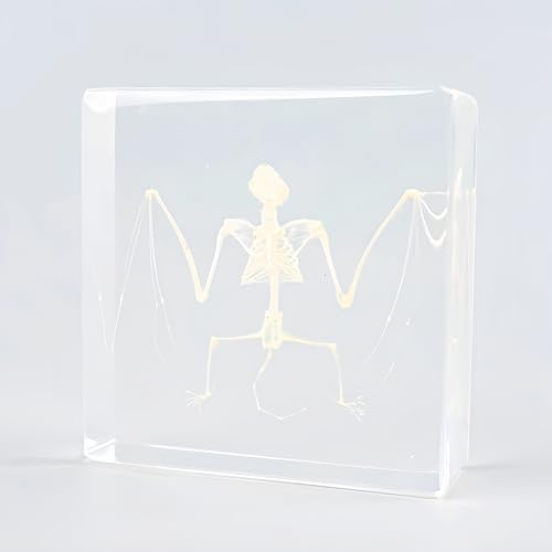 Real Bat Specimens, Resin Animal Specimens, Animal Skulls, Quirks, Biology, for Animal Specimen Enthusiasts, Science Classroom Science Education (Bat Skulls 3 x 3 x 1 inch)