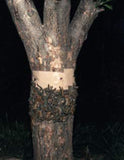 Cicada Tree Band Barrier Tape Protection