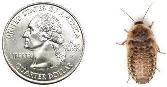 100 Medium Dubia Roaches in Cup