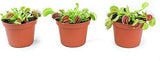 Altman Plants, Live Venus Flytrap Plants Live (3PK), Live Venus Fly Trap Live Plant in Venus Fly Trap Soil, Live Indoor Plants Live Houseplants in Venus Fly Trap Pot, Venus Fly Trap Plant House Plants