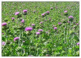 Liphontcta Wildcrafted Milk Thistle Seed Powder 16oz Pound Raw Silybum Marianum The Bloomin Herb Shoppe Pure Aromatic Potent Liver Bulk