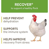 FlockLeader Recover, Mild Stress Probiotic Water Supplement for Chickens with Electrolytes, One Week Supply, 1.23 oz, 7 ct Packets