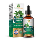 Kalanchoe Pinnata (Bryophyllum Pinnatum), Glycerite, Dried Leaf and Stem Liquid Extract. Herbal Supplement, Antioxidantes de Kalanchoe Pinnata-Siempreviva. 1 Bottle. 2 oz