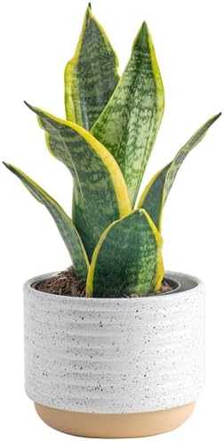 Costa Farms Snake Plant, Easy Care Live Indoor Plant in Décor Planter, Beautiful Clean Air Purifying Houseplant, Boho Home and Room Décor, Housewarming Gift, 8-Inches Tall