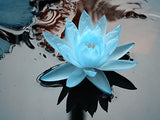 SZ Essentials - Blue Lotus Essential Oil 100% Pure, Undiluted Oil - Extracted from Nymphaea Caerulea - Rich & Sweet Scent with Fruity Overtones - Therapeutic Grade & Vegan - 0.17oz (5ml)