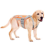 BaoGuai Dog Back Brace for Arthritis, Dog Hip Brace for IVDD, Frame Support Harness for Back，Keeps The Back Stable and Reduces Movements and Pains (M)