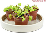 Altman Plants, Live Venus Flytrap Plants Live (3PK), Live Venus Fly Trap Live Plant in Venus Fly Trap Soil, Live Indoor Plants Live Houseplants in Venus Fly Trap Pot, Venus Fly Trap Plant House Plants