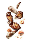 GUYLIAN Belgian Chocolate Seashells Gift Box (250g): Each Contains Twenty-Two Pieces of Silky Smooth Seashell-Shaped Milk Chocolate with a Creamy Hazelnut Praliné Filling (Pack of 1)