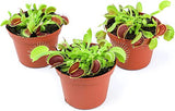 Altman Plants, Live Venus Flytrap Plants Live (3PK), Live Venus Fly Trap Live Plant in Venus Fly Trap Soil, Live Indoor Plants Live Houseplants in Venus Fly Trap Pot, Venus Fly Trap Plant House Plants