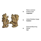 Live 10 Rhizomes of Edible Ginger Roots Zingiber Zingiber Officinale for Growing