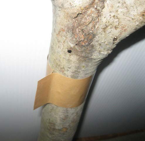 Cicada Tree Band Barrier Tape Protection