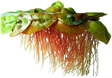 30+ Red Root Floater - Live Aquarium Plants - 4oz Cup