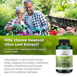 Swanson Olive Leaf Extract Capsules with 20% Oleuropein - Provides Immune Support, Promotes Cardiovascular System Health, and Supports Healthy Blood Pressure - (120 Capsules, 500mg Each)