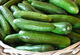 US Grown! 30+ Persian Beit Alpha (a.k.a. Lebanese) Cucumber Seeds Heirloom Non-GMO Burpless Sweet Non-Bitter and Acid Free, Crispy and Sweet, Fragrant and Delicious, Cucumis sativus, Grown in USA!