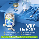 MAJU Wild Irish Sea Moss Capsules (120ct), Stronger Than Gel, 4-in-1 w/Bladderwrack + Burdock Root, Organic, Sebi Inspired, Raw, Seamoss Pills Powder, Wild, 1 Bottle