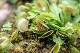 Altman Plants, Live Venus Flytrap Plants Live (3PK), Live Venus Fly Trap Live Plant in Venus Fly Trap Soil, Live Indoor Plants Live Houseplants in Venus Fly Trap Pot, Venus Fly Trap Plant House Plants