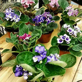 JM BAMBOO Six African Violet Plants- World's Best Blooming House Plant by Jmbamboo