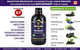 Immunia 67 polyphenols - Elderberry Concentrate with Wild Blueberry. Antioxidant Supplement. Concentrate of 67 polyphenols (Anthocyanins, Quercetins, Resveratrols, 24 Days/Bottle (1-Pack)