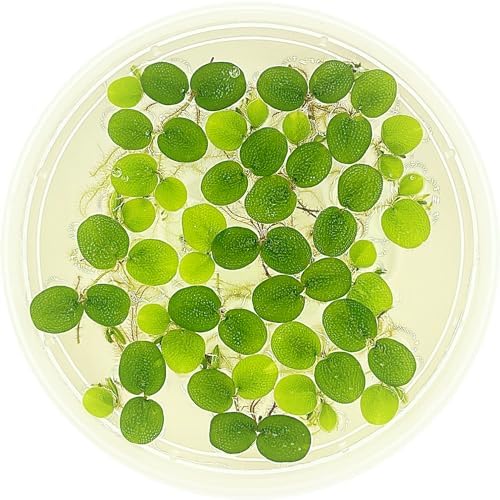 Water Spangle, Salvinia Minima, Live Aquarium/Aquatic/Freshwater/Floating/Pond Plant/Planted Tank/Aquascaping/Paludarium by Aquarium Plant Center (6 Plants, 30+ Leaves)