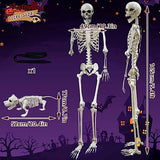 Lodou 5.4Ft Posable Life Size Human Adult Skeletons Plastic Human Bones with Movable Joints for Halloween Decoration