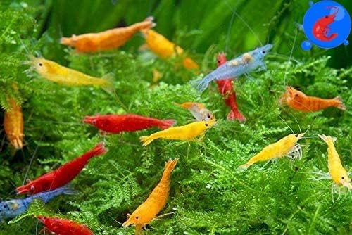 Shrimp Up Aquatics™ 20+ Mixed Color Neocaridina Shrimp Live Freshwater Shrimp Aquarium Inverts Live Arrival Gaurantee!, Mixed