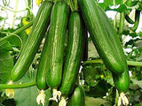 US Grown! 30+ Persian Beit Alpha (a.k.a. Lebanese) Cucumber Seeds Heirloom Non-GMO Burpless Sweet Non-Bitter and Acid Free, Crispy and Sweet, Fragrant and Delicious, Cucumis sativus, Grown in USA!