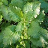 Outsidepride 5000 Seeds Perennial Urtica Dioica Stinging Nettle Herb Garden Seeds for Planting