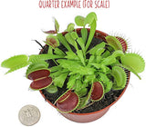 Altman Plants, Live Venus Flytrap Plants Live (3PK), Live Venus Fly Trap Live Plant in Venus Fly Trap Soil, Live Indoor Plants Live Houseplants in Venus Fly Trap Pot, Venus Fly Trap Plant House Plants