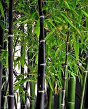 300+ Exotic Black Bamboo Seeds for Fast Growing - Phyllostachys nigra Ornamental Plant Hardy Landscaping Privacy Screen