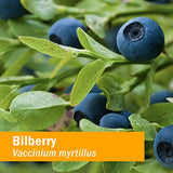 Herb Pharm Bilberry Extract 1 fl oz Liquid