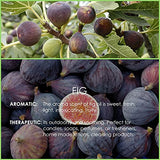 Fig Essential Oil 4 Fl Oz (120ml) - Pure and Natural Fig Fragrance Oil, Fig Oil for Aromatherapy, Diffusers, Candle Making, Soap