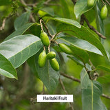 Banyan Botanicals Haritaki Powder - Certified Organic, 1/2 Pound – Terminalia chebula – for Detoxification & Rejuvenation* – Organic, Vegan, Non-GMO, Gluten Free, Certified Fair for Life Fair Trade