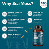NutraCreek Sea Moss | Irish Sea Moss Capsules with Bladderwrack, Burdock Root & BioPerine for Absorption. Prebiotic & Immune Support | 90 Days Supply of Bladderwrack and Sea Moss Pills - 180 Capsules