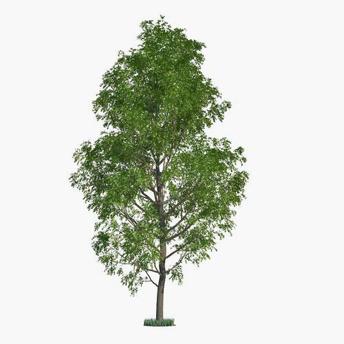 CZ GRAIN 10 Fast Growing Trees - 10 Hybrid Poplar Tree Cuttings - Fast Growing Shade or Privacy Trees - Very Attractive and Good for The Enviornment