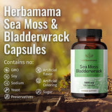 HERBAMAMA Sea Moss Capsules - Sea Moss Bladderwrack Supplement for Immunity, Thyroid, Digestive Health & Joint Support - Organic Irish Sea Moss Superfood - Non-GMO 1600mg, 100 Vegetarian Caps