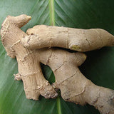 Live 10 Rhizomes of Edible Ginger Roots Zingiber Zingiber Officinale for Growing