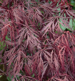 Red Laceleaf Weeping Japanese Maple Tamukeyama Tolerates Sun - Live Plant