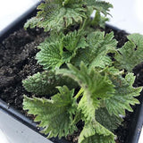 Organic Stinging Nettle Seeds (Urtica dioica) 500 Seeds (0.1 Grams)