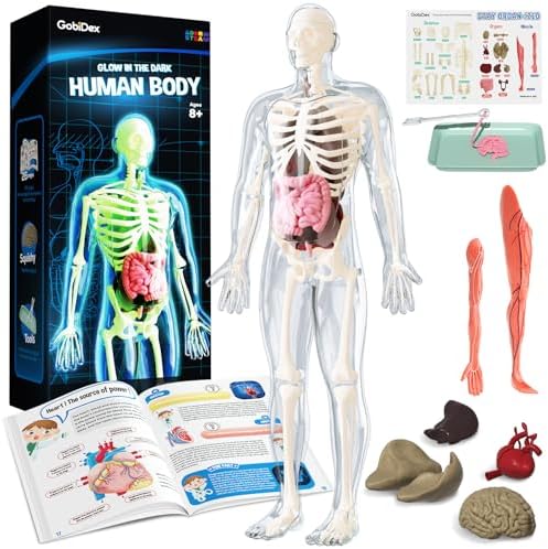 GobiDex Human Body Skeleton Model Kits, 40 Piece Anatomy Figure,Glow in The Dark Bones Interactive Science Kit, STEM Educational Toys for Boys and Girls, Halloween Physiology Gifts for Kids Ages 8+