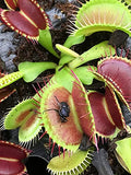 Altman Plants, Live Venus Flytrap Plants Live (3PK), Live Venus Fly Trap Live Plant in Venus Fly Trap Soil, Live Indoor Plants Live Houseplants in Venus Fly Trap Pot, Venus Fly Trap Plant House Plants