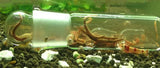 Planaria Trap Leech & Flatworm Trap/Catcher for Shrimp Tank or Aquarium by Awesome Aquatic (Glass 3 Holes)