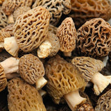 American True Morel Mushroom (Morchella americana) Liquid Culture Syringe Sample for Mushroom Cultivation Growing on Grain or Agar