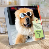 TF PUBLISHING 2024 Dog A Day Daily Desktop Calendar | Home and Office Organization | Over 300 Full-Color Easy Tear-Off Pages | Attached Fold-Out Cardboard Easel for Desks | 5.25” x 5.25”