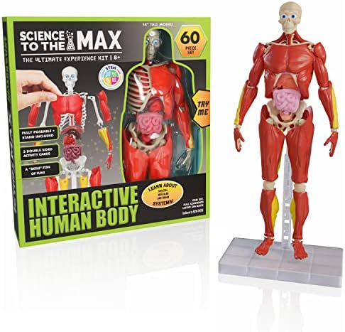 Be Amazing! Toys Interactive Human Body - 60 Piece Fully Poseable Anatomy Figure – 14” Tall Model - Anatomy Kit – Removable Muscles, Organs,Bones STEM Toy – Ages 8+