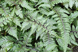 4 x Fern Plant Mix - Ready to Plant Outdoor Ferns 25-35cm in Height - Outdoor Fern Plants