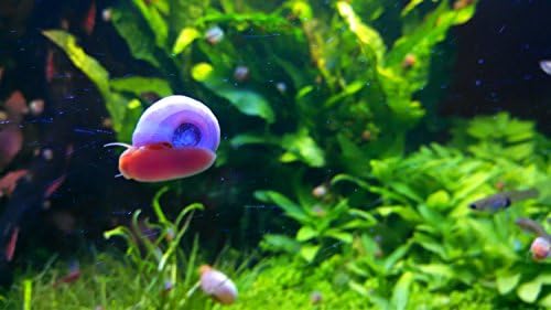 9+ Live Ramshorn Snails Aquarium or Pond, Algae Clean Up! Shipped Daily!