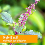 Herb Pharm Certified Organic Holy Basil (Tulsi) Extract for Energy and Vitality, 1 Ounce (DBAS01)